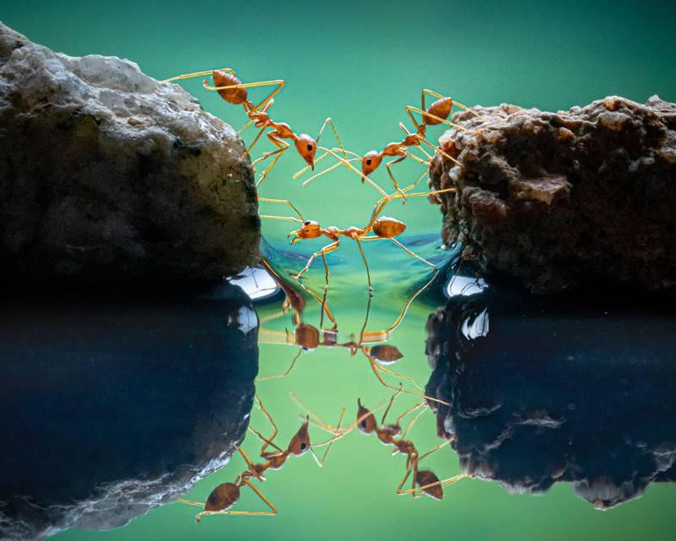 ant bridge