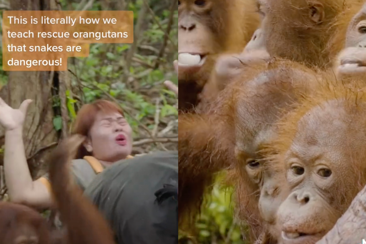 orangutans tiktok orangutans learn to fear snakes