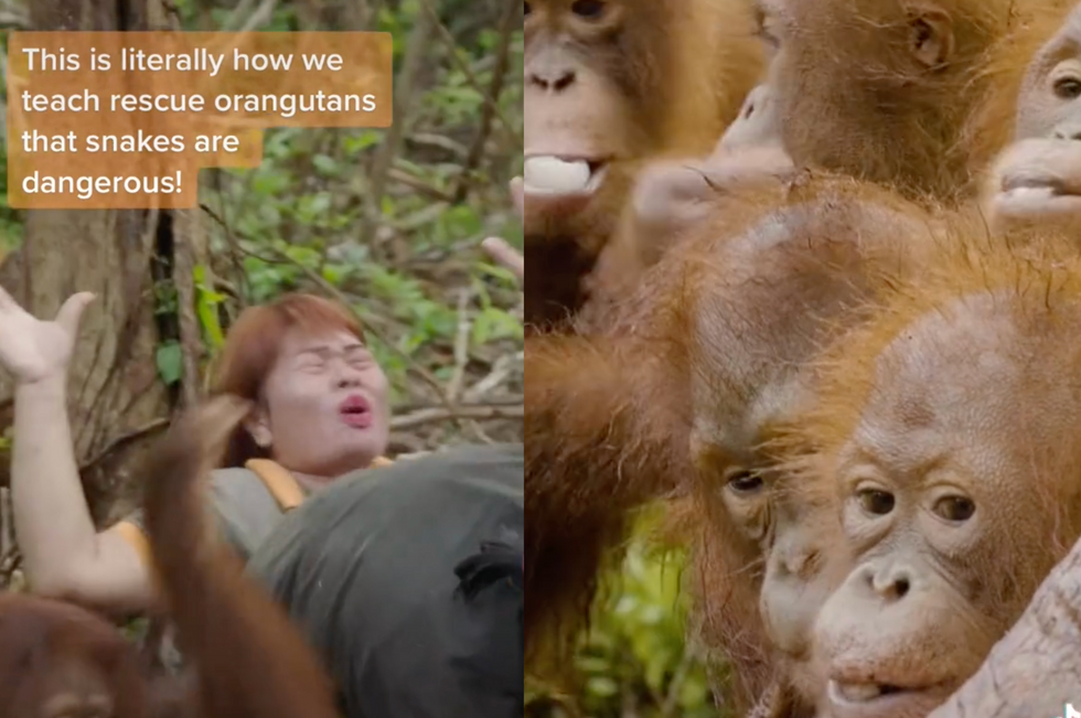 The way these baby orangutans are taught to fear snakes is gloriously dramatic