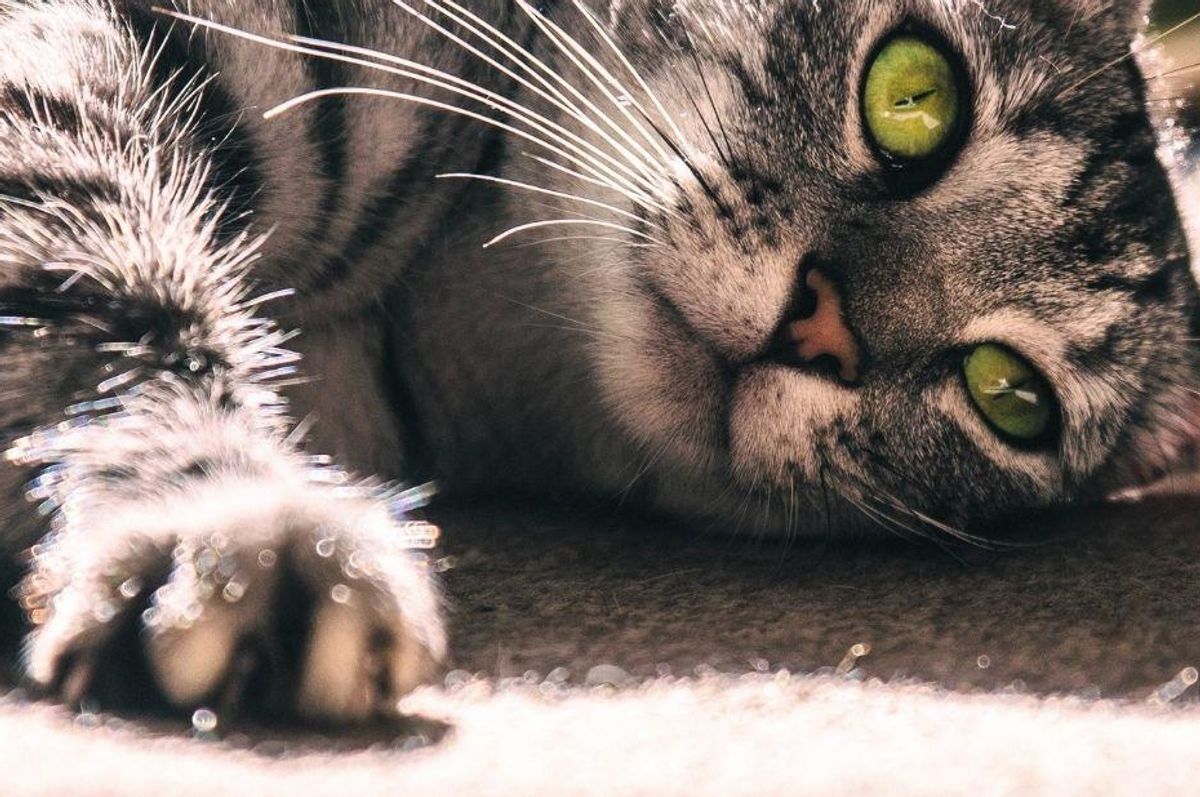 Should declawing cats be illegal? Maryland to join New York in banning the practice.