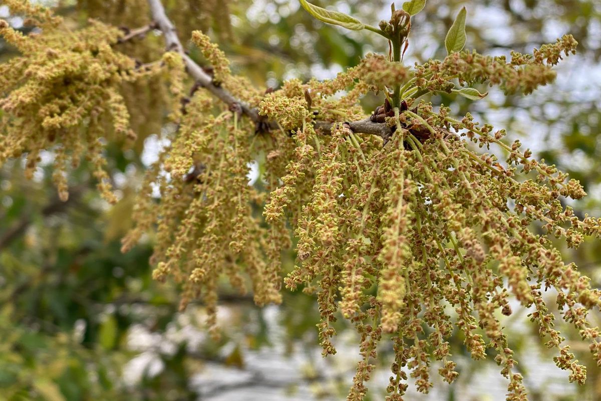 Sneezing season: How to enjoy springtime during peak oak and grass allergy season