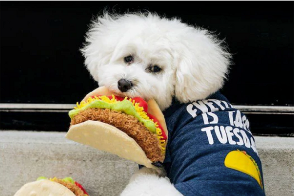 10 super cute dog toys to make your pup happy