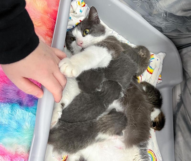 cat mom nursing kittens