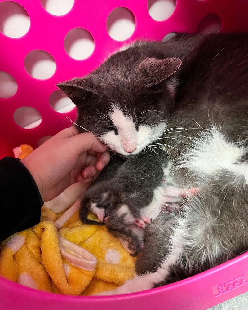 cat newborn kittens