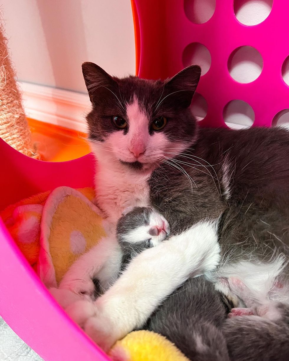 cat cuddling kitten