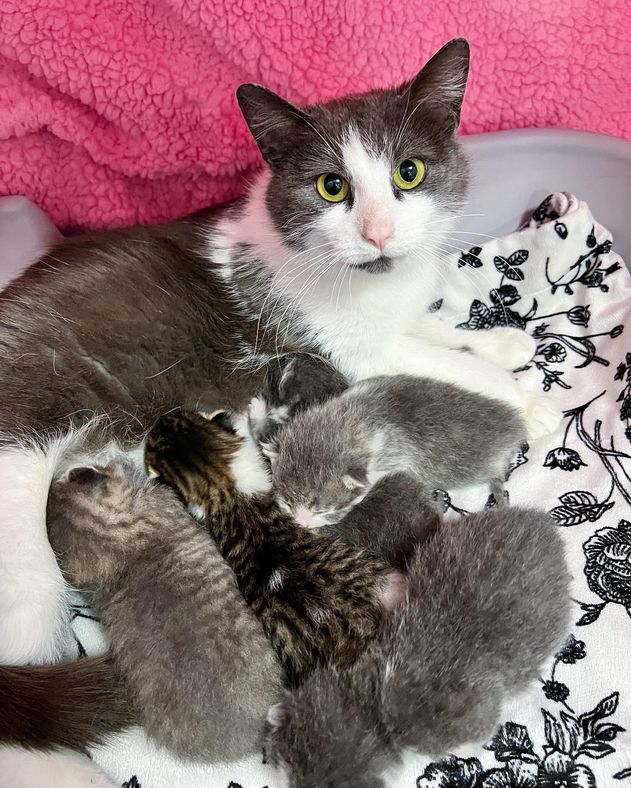 cat mom kittens