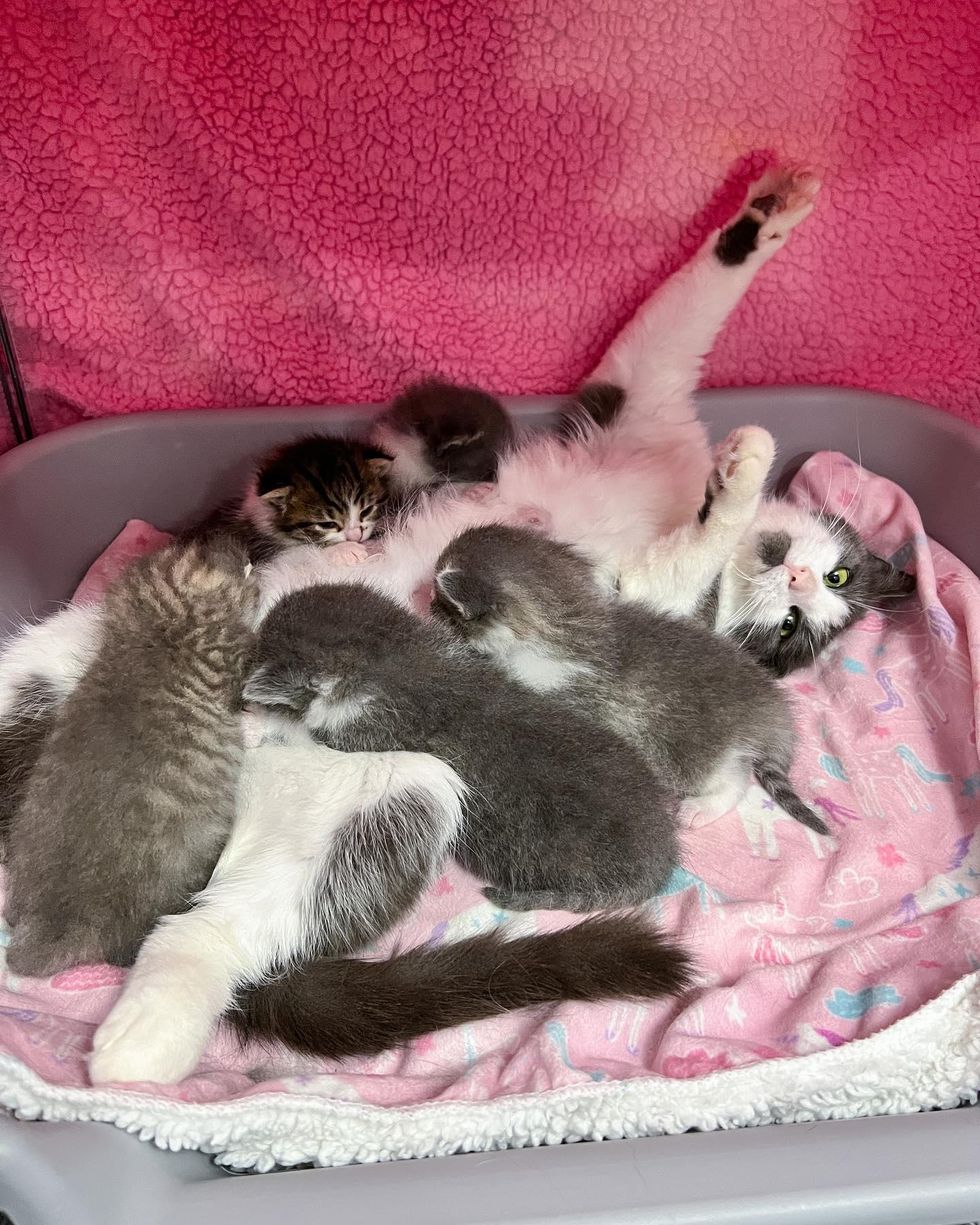 cat nursing kittens