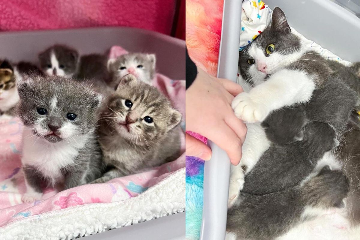 Cat Found Wandering on Snowy Roads is So Happy to Have Her Kittens Out of the Cold