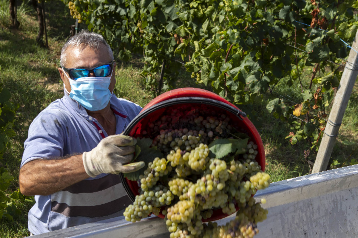 Beni rifugio, quando i vini di pregio 
fanno meglio di arte e  gioielli