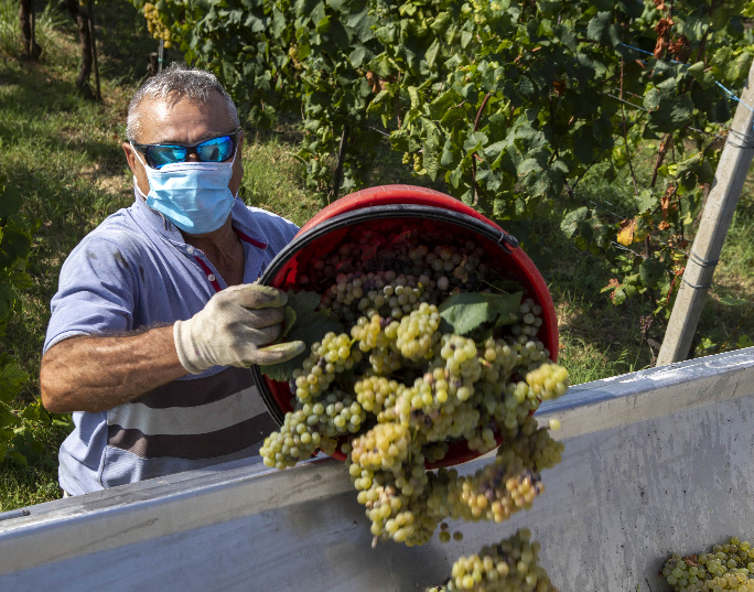 Beni rifugio, quando i vini di pregio 
fanno meglio di arte e  gioielli
