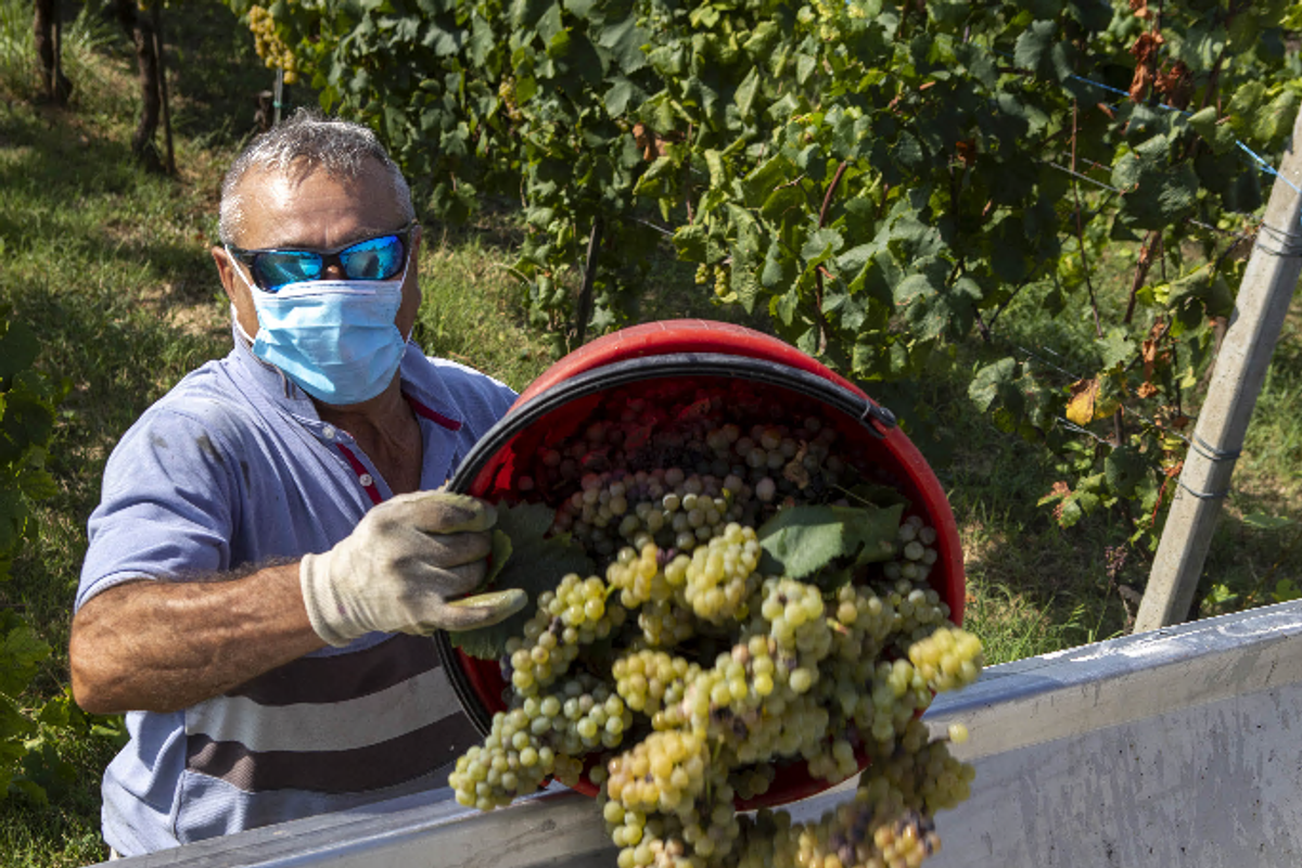 Beni rifugio, quando i vini di pregio
fanno meglio di arte e gioielli