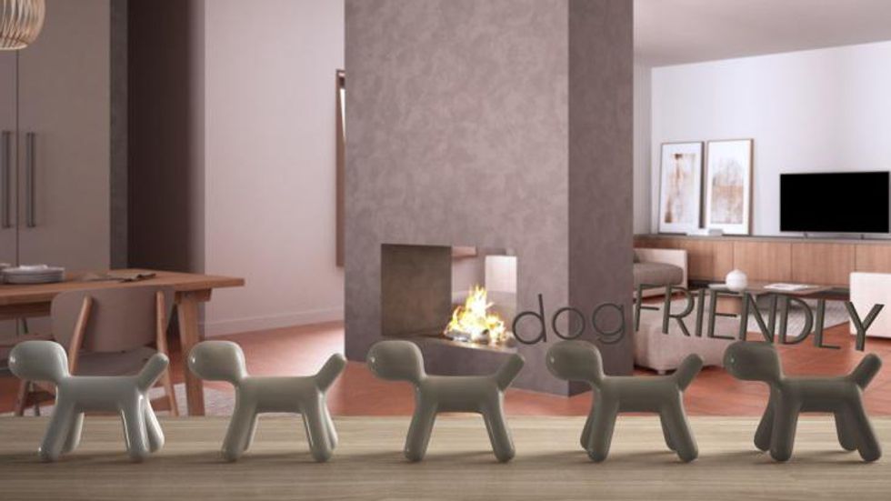 Picture of 6 Dog Proofing Ideas to Try Before Bringing a New Puppy Home