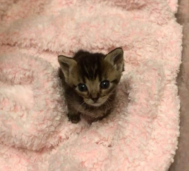 Tiny tabby sale kitten