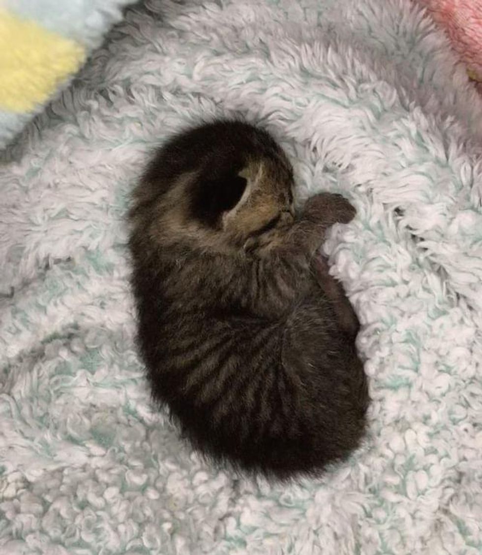 tiny but mighty kitten