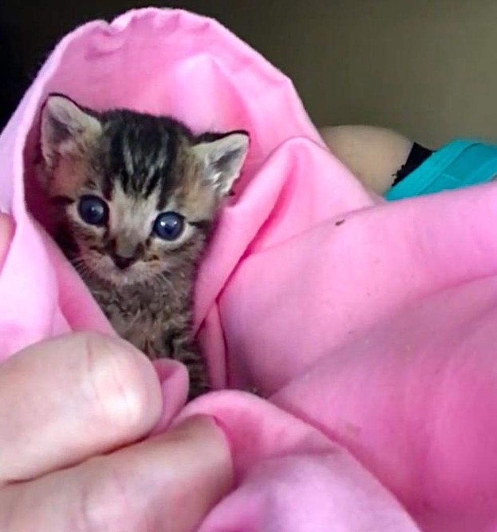 purrito kitten