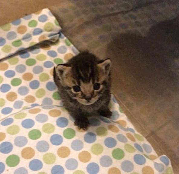 tiny tabby kitten