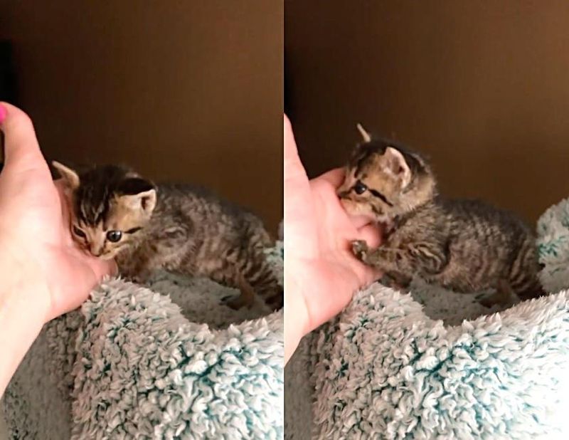 affectionate kitten