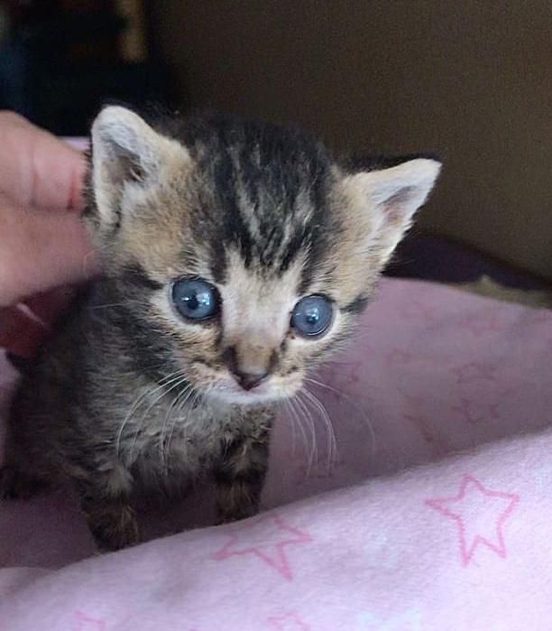 tiny tabby kitten