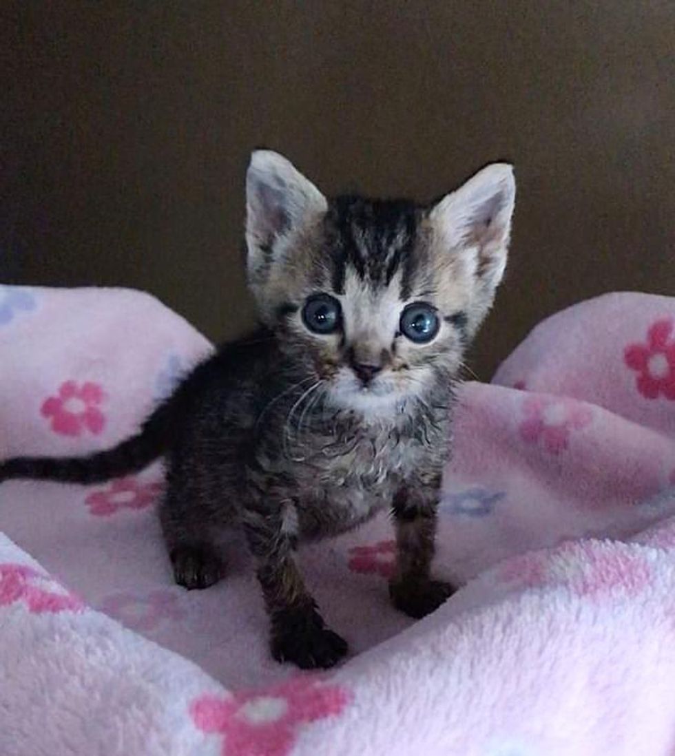 tiny kitten tabby
