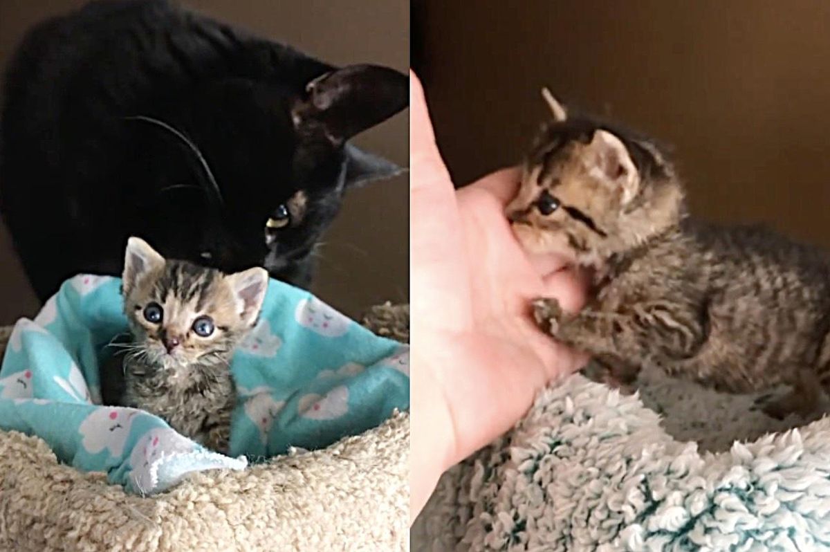 Kitten Minuscule in Size Has a Big Voice and Personality and a Cat To Help Raise Him