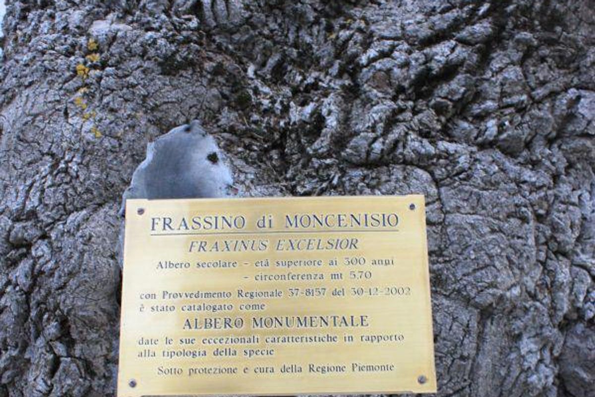 La gazza amica dell’albero della speranza