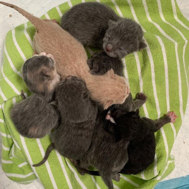 newborn kittens