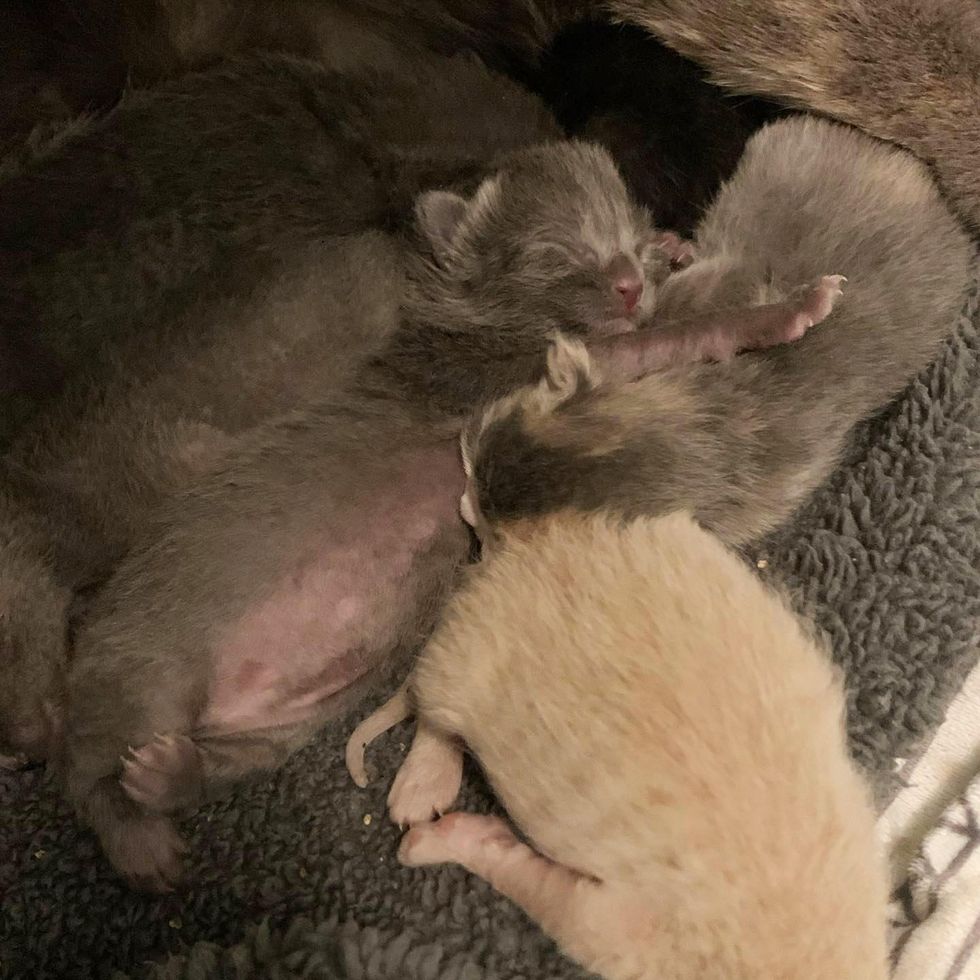happy newborn kittens