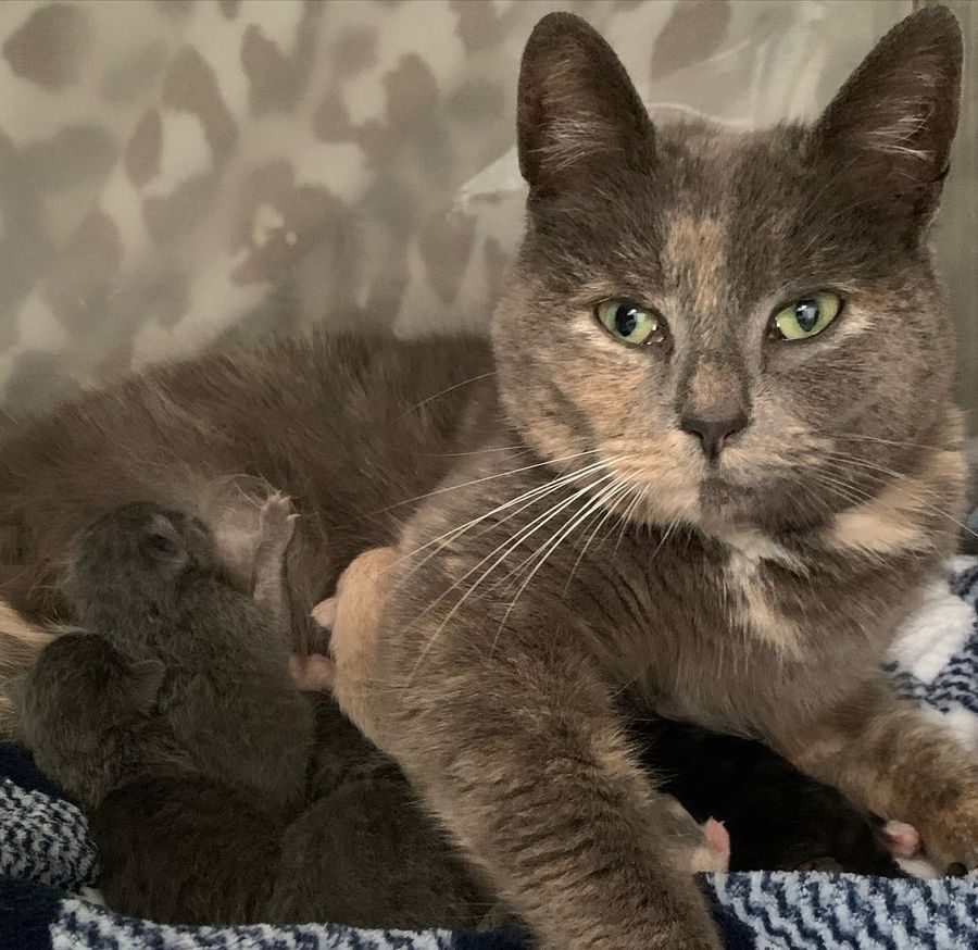 cat mom kittens