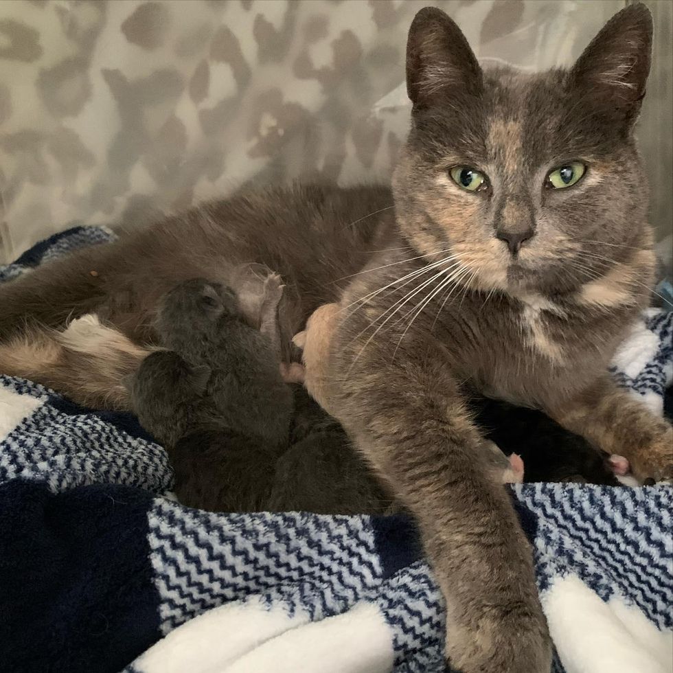 cat nursing kittens