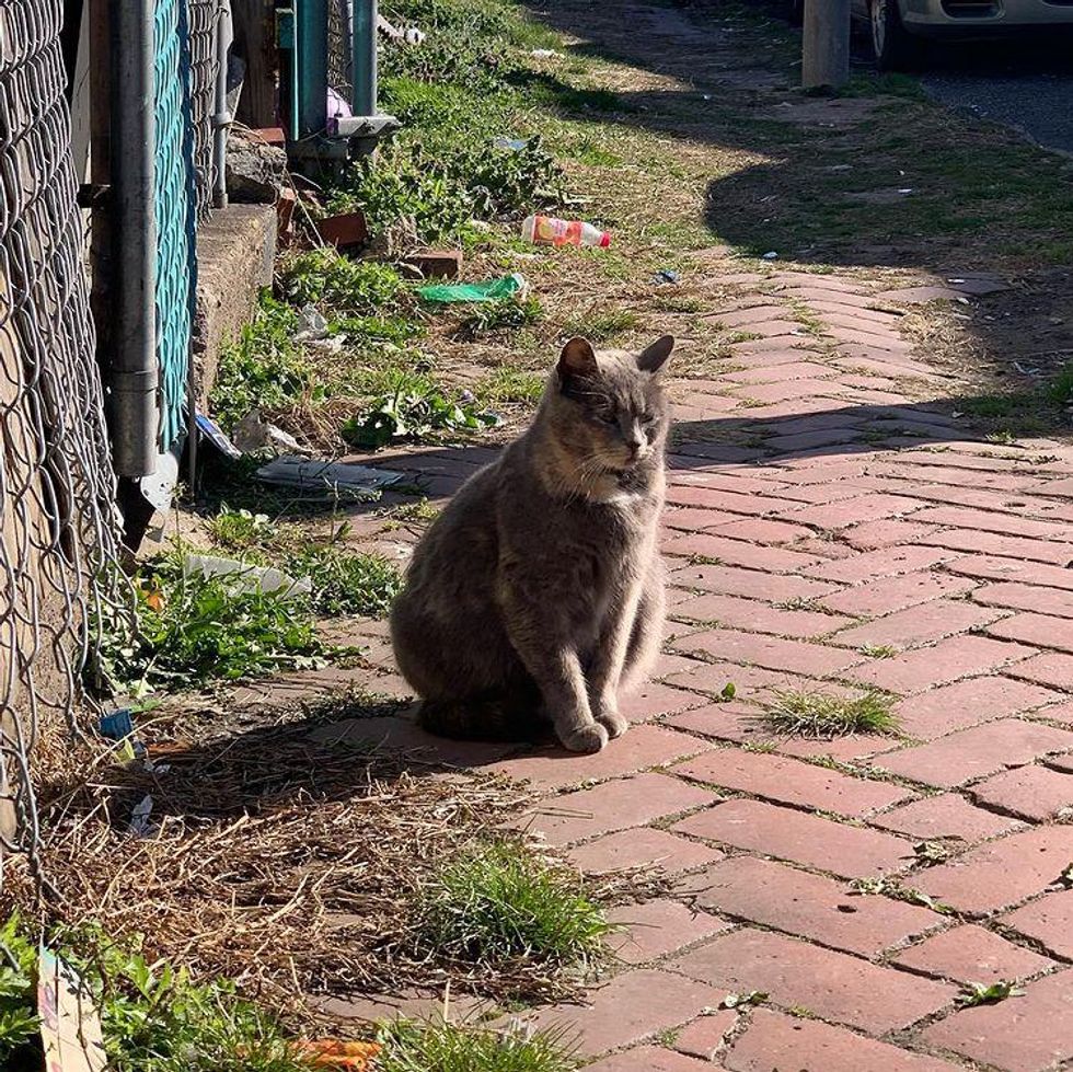 pregnant stray cat