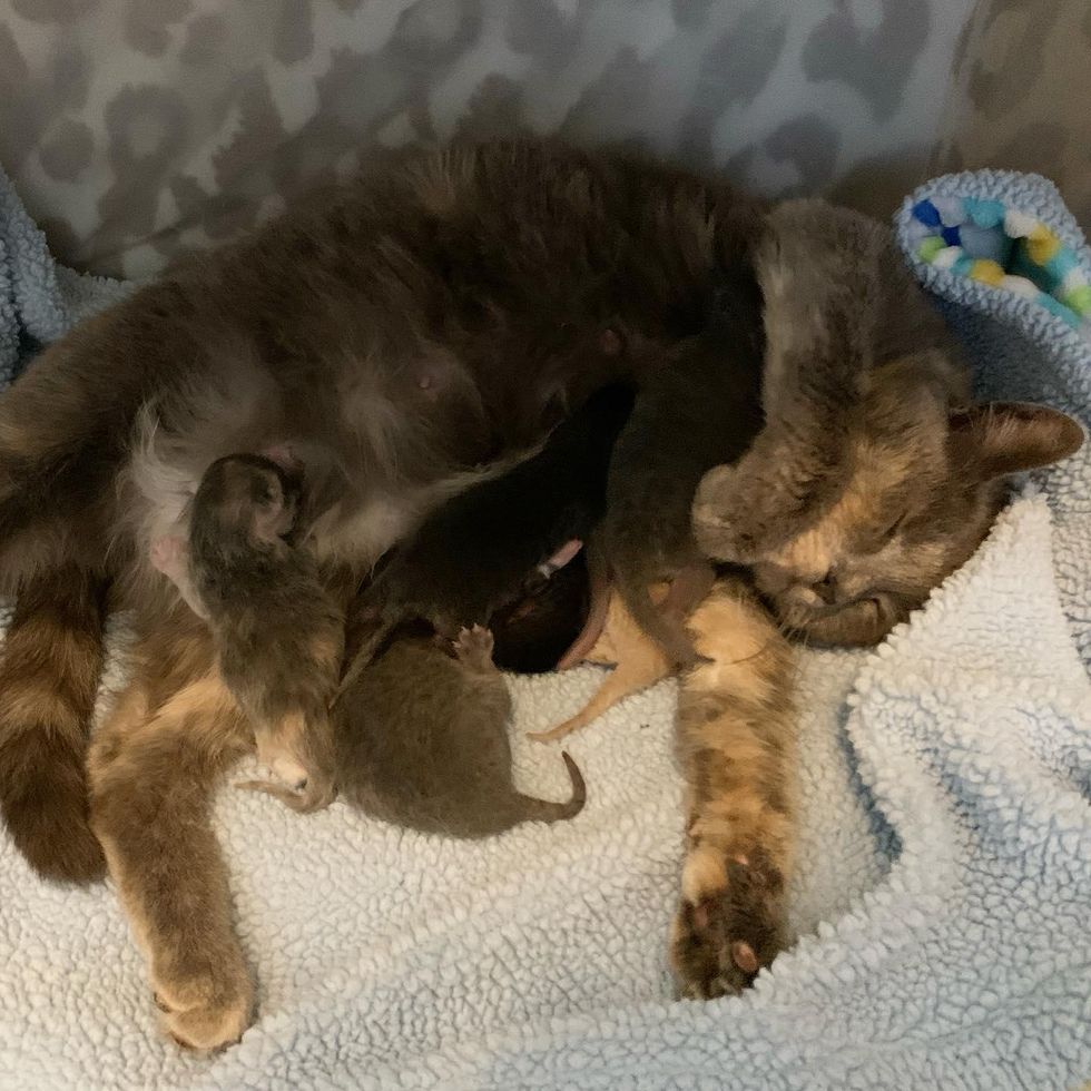 cat newborn kittens