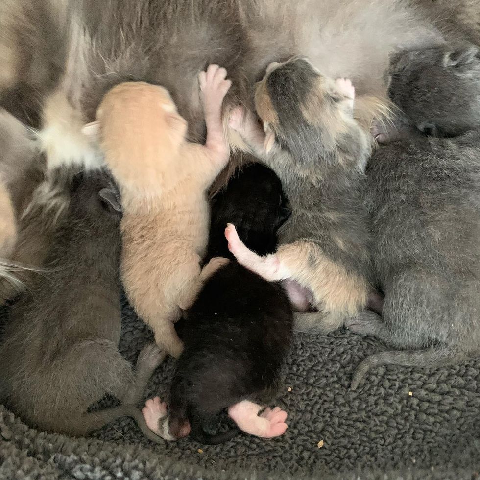 newborn kittens nursing