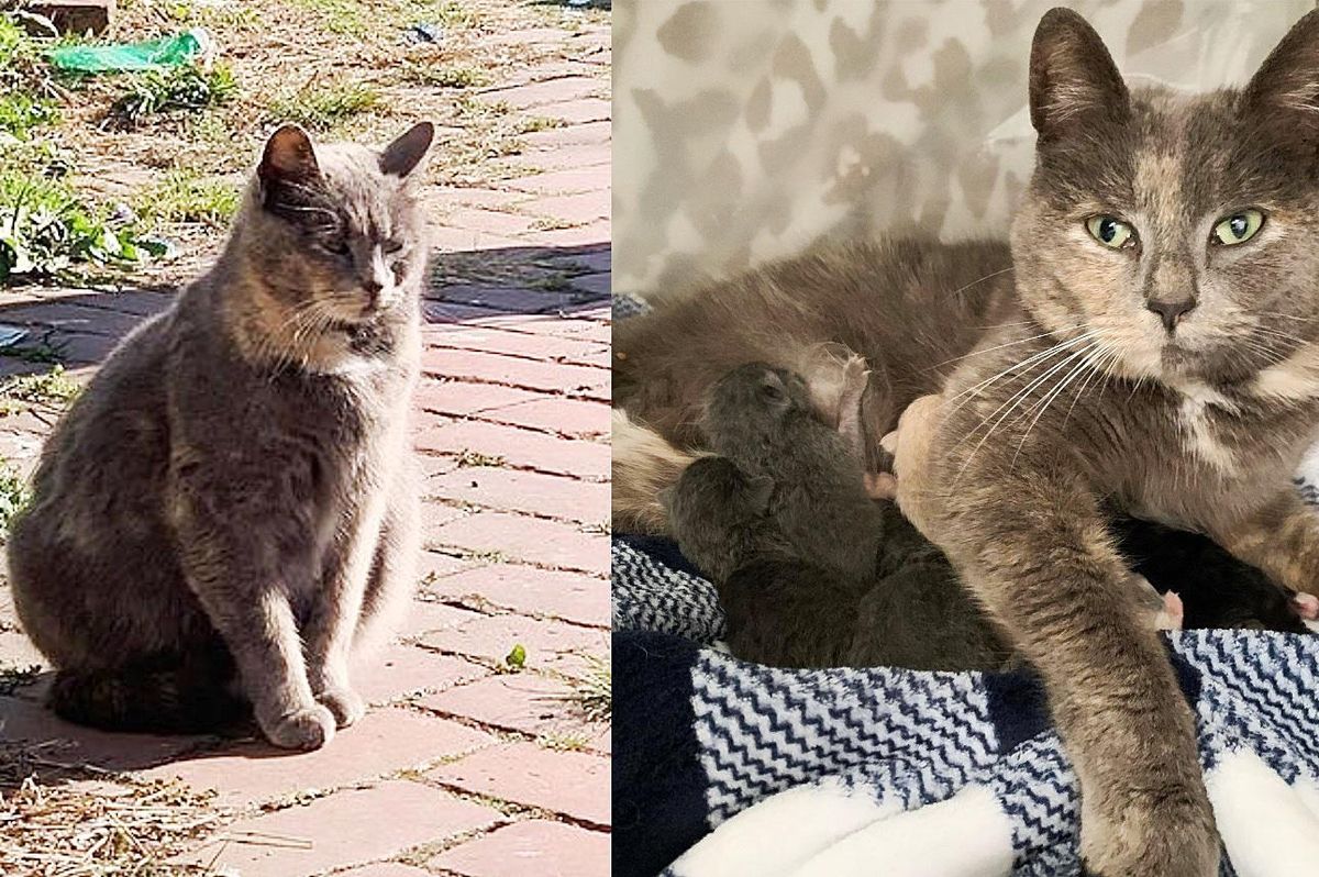 Cat Walks Up to Woman to Be Petted and Ends Up Having Kittens Inside Her Home 2 Days Later