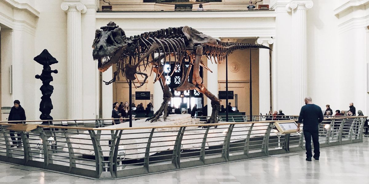 Museum Employees Describe The Coolest Things They've Ever Seen At Work
