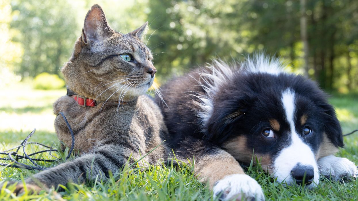cat and dog lying on grass