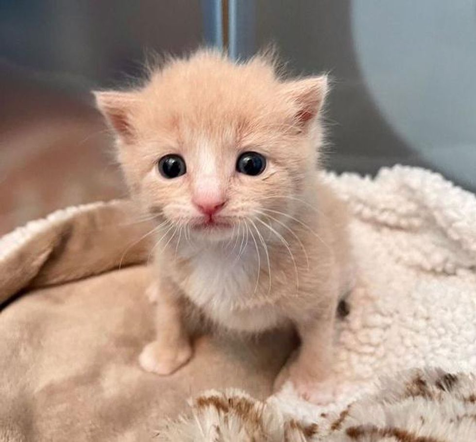 buff ginger kitten