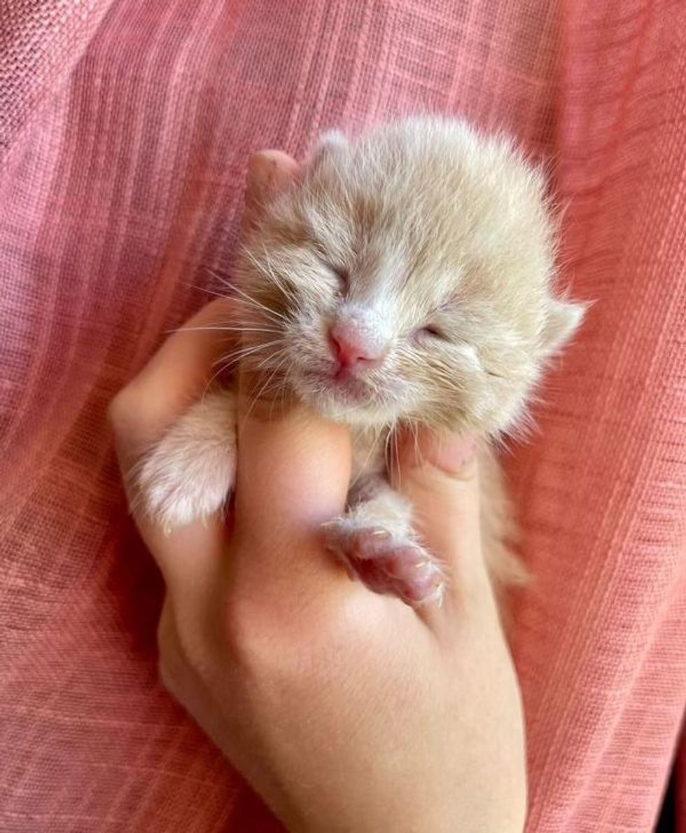 palm-sized kitten