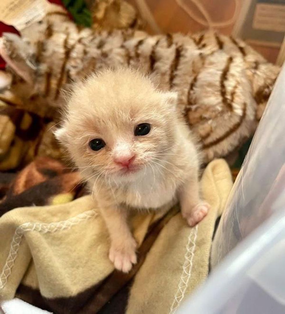 tiny kitten ginger