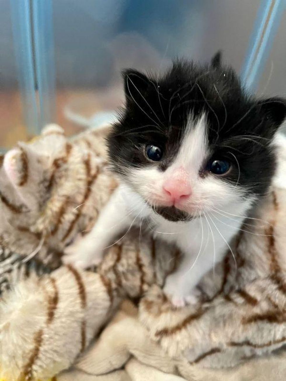 tuxedo kitten