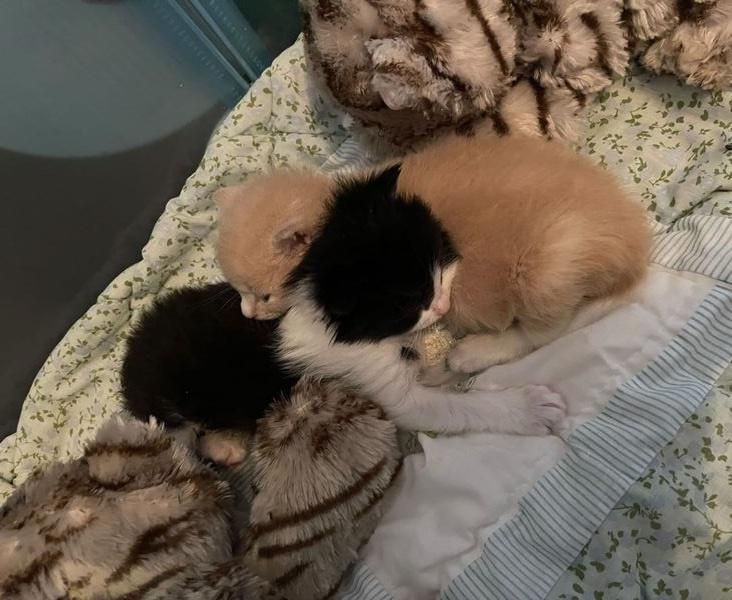 kittens best friends