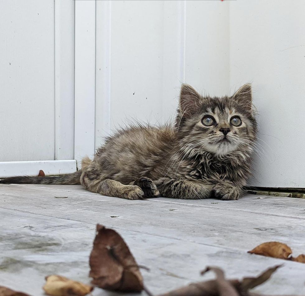 tabby paralyzed kitten