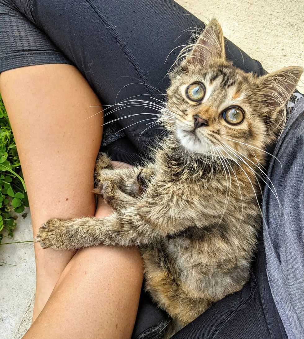 lap kitten