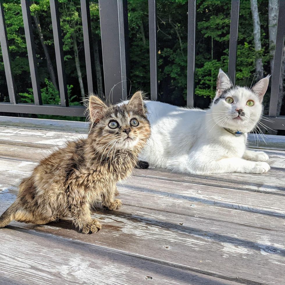 kitten and cat deck