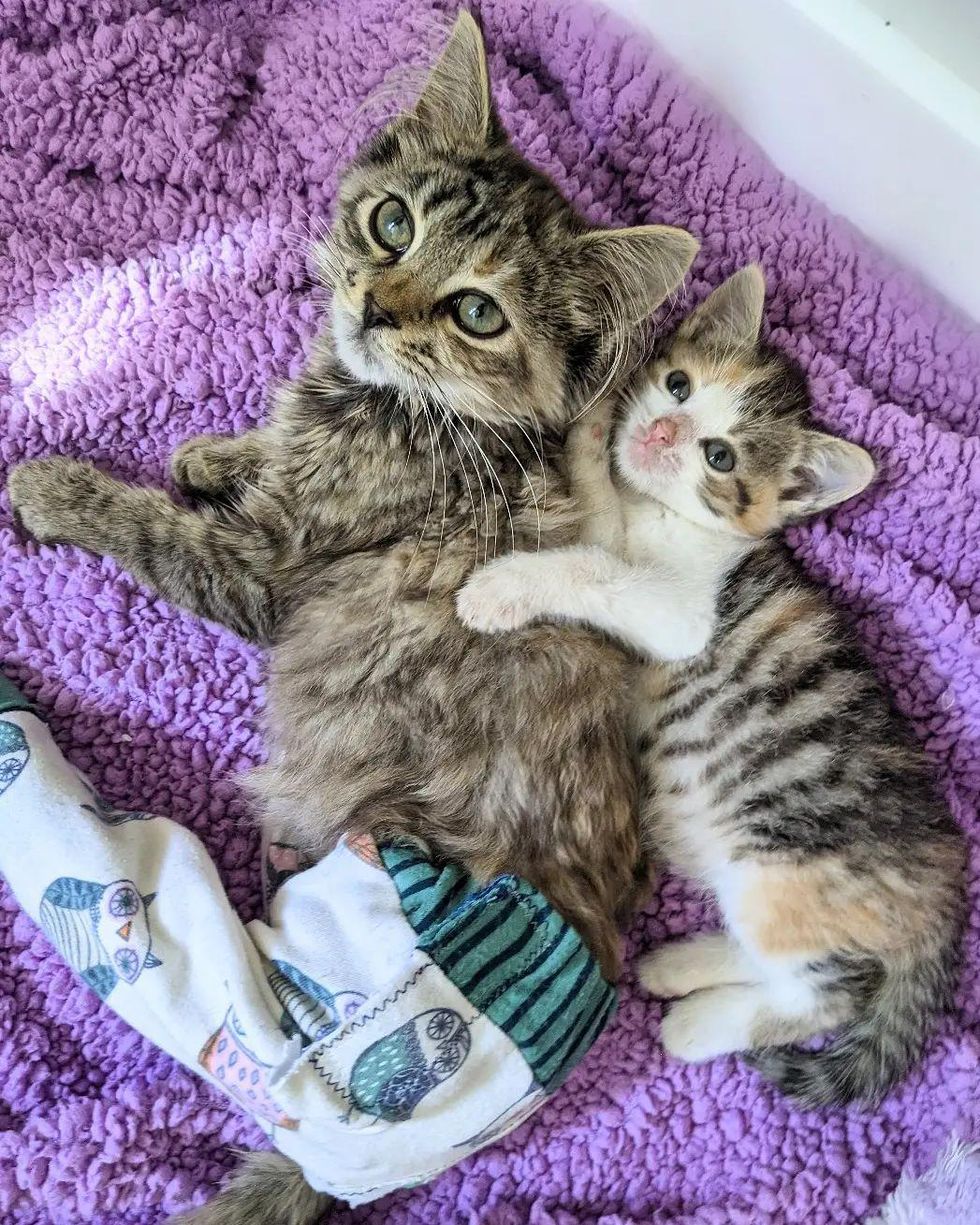 kitten friends