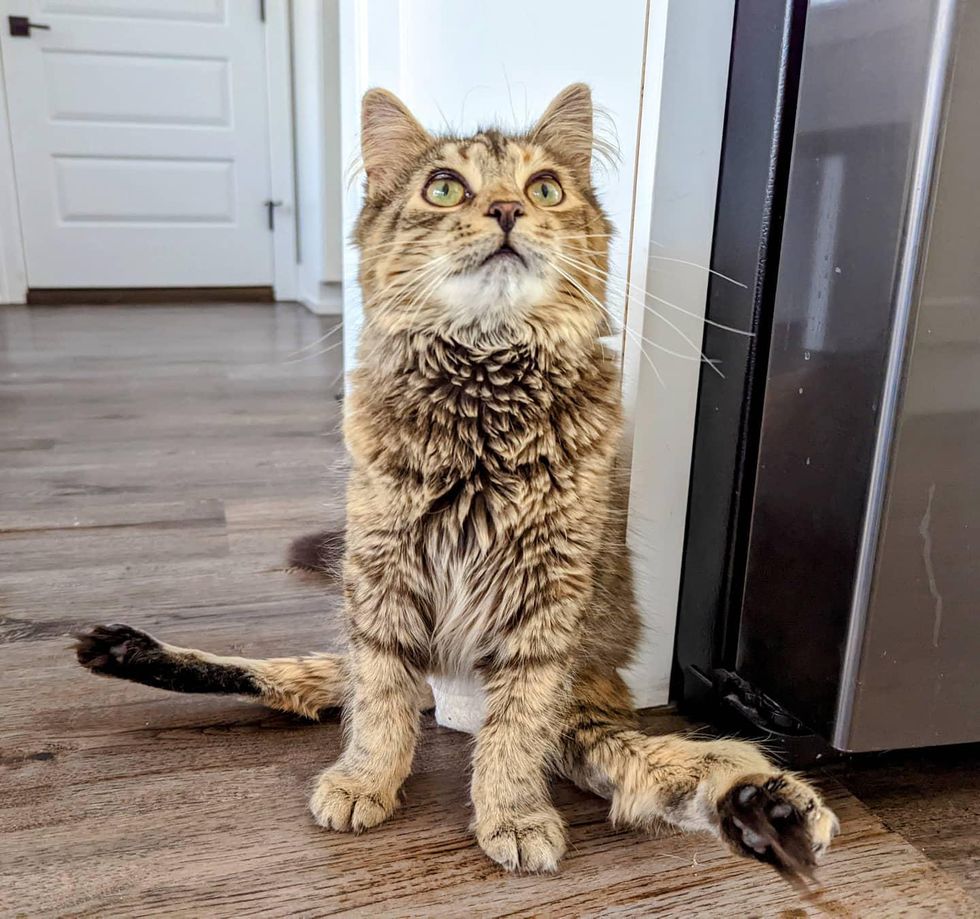 sweet tabby cat paralyzed