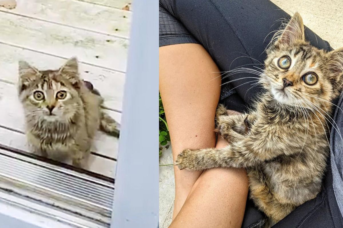 Kitten Found on a Farm Scoots Her Way into People's Hearts with Her Unstoppable Will to Live Happy Life