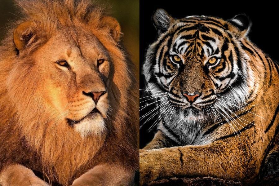 Lions and tigers were freed from circuses and moved to wildlife sanctuaries 