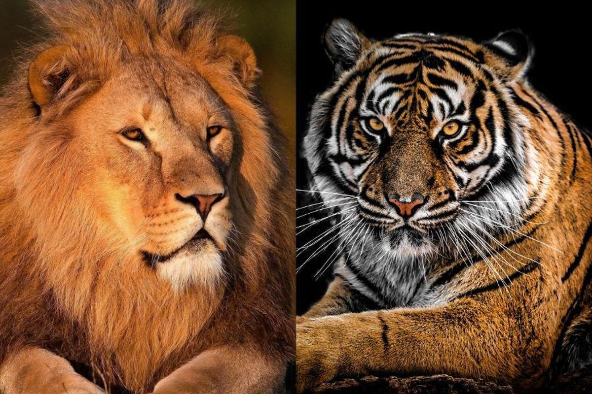 Lions and tigers were freed from circuses and moved to wildlife ...