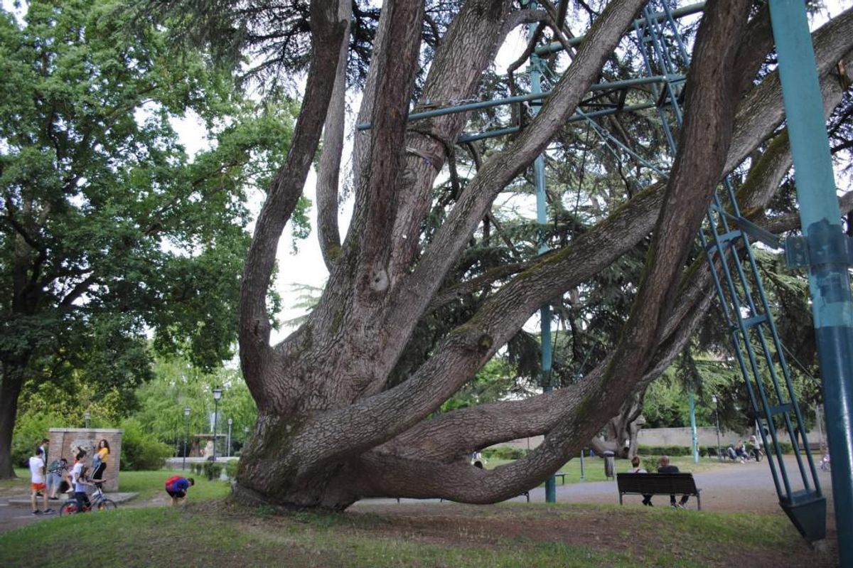 I due alberi più famosi di Ferrara sembrano dei ragni con le stampelle