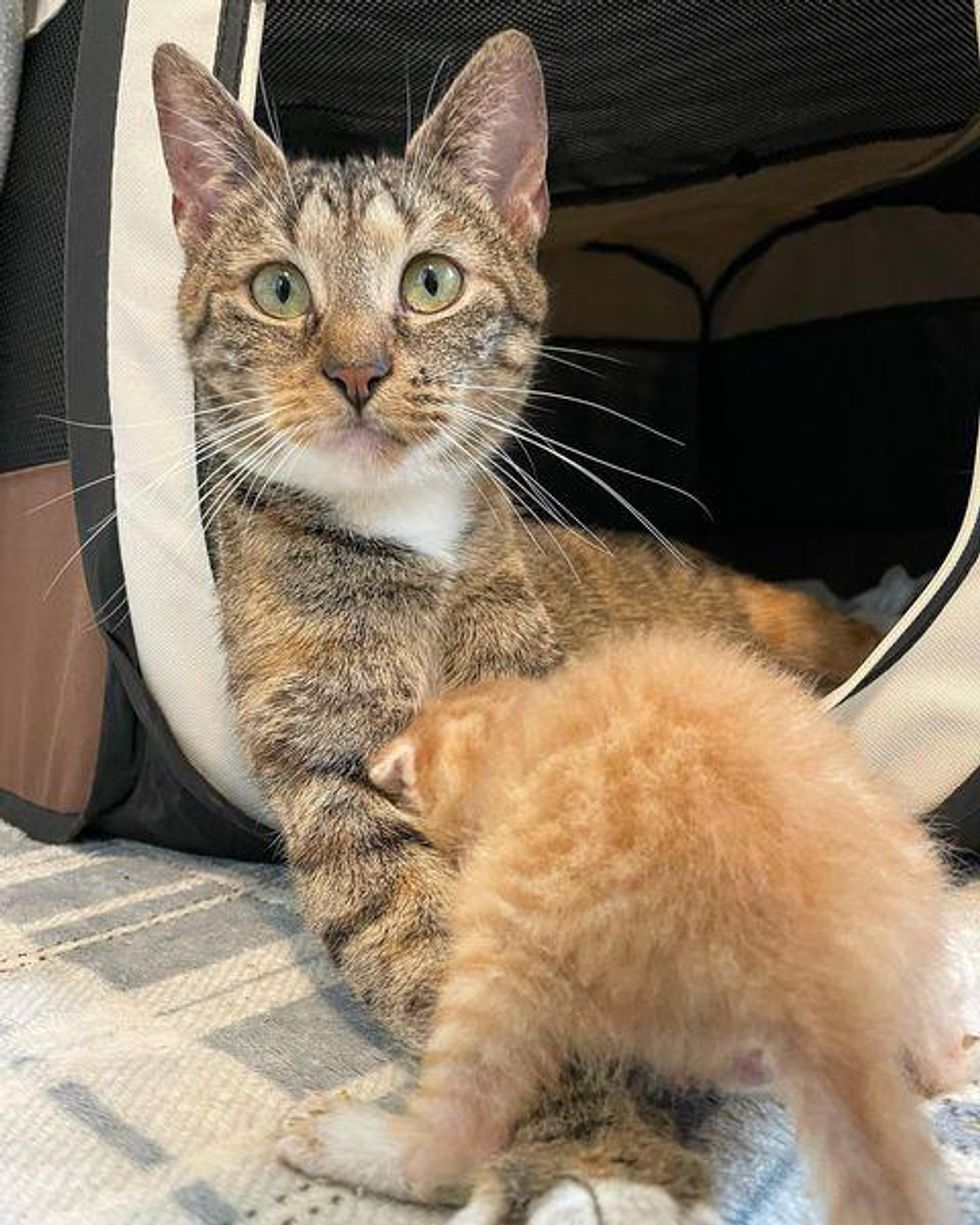 cat mom kitten